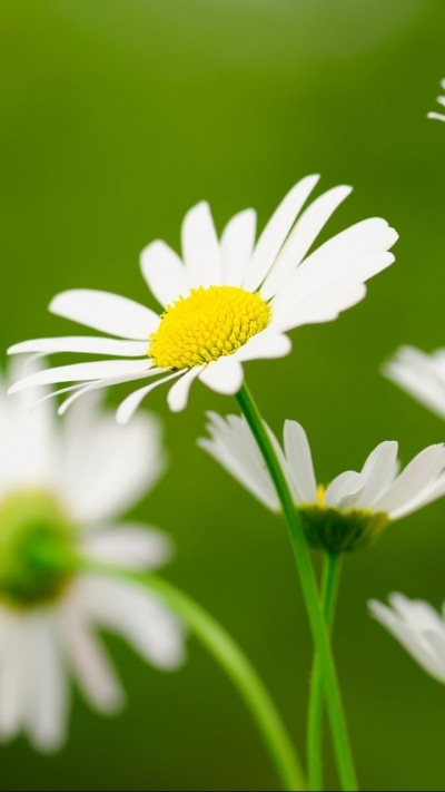 Earth Flower, 720x1280