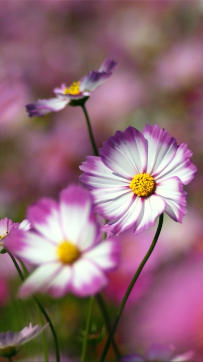Earth Flower, 720x1280