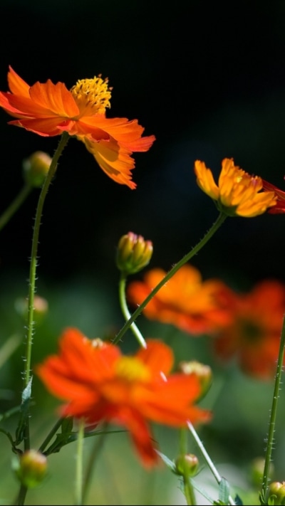 Earth Flower, 720x1280