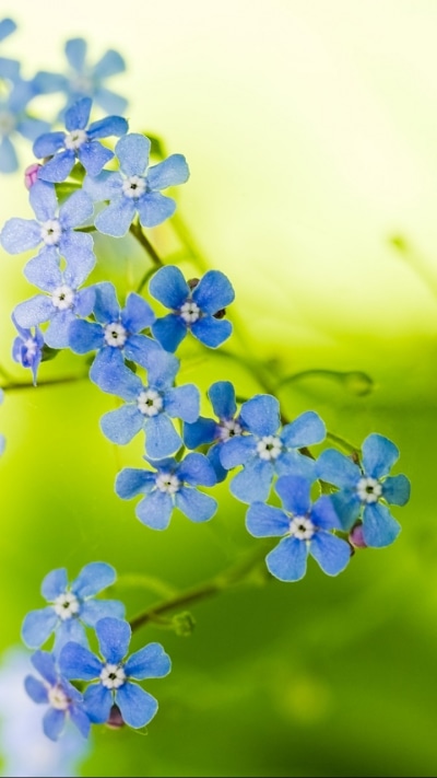 Earth Flower, 720x1280