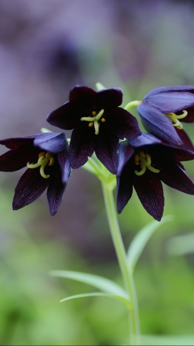 Earth Flower, 720x1280