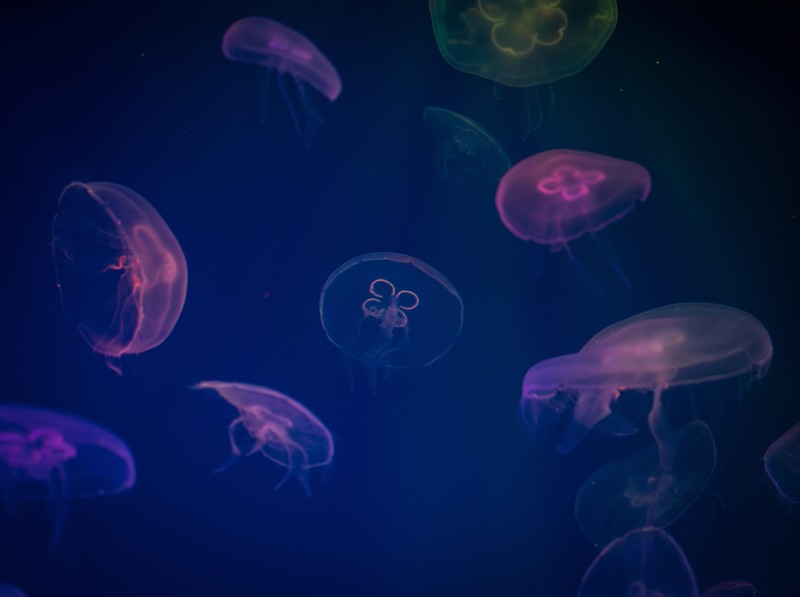 jellyfish, underwater, animals, hd, artist, artwork, digital art, 4k, 5k
