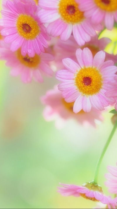 Earth Flower, 720x1280