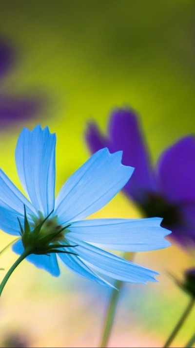 Earth Flower, 720x1280