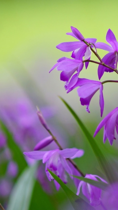 Earth Flower, 720x1280