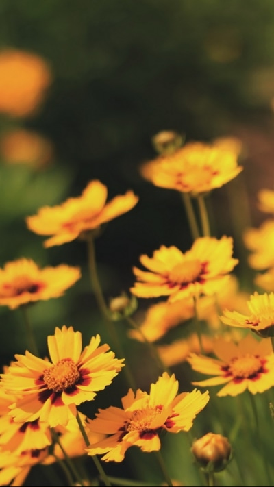 Earth Flower, 720x1280
