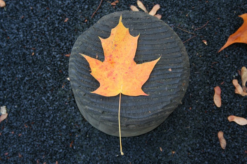 leaf, tree, nature, hd