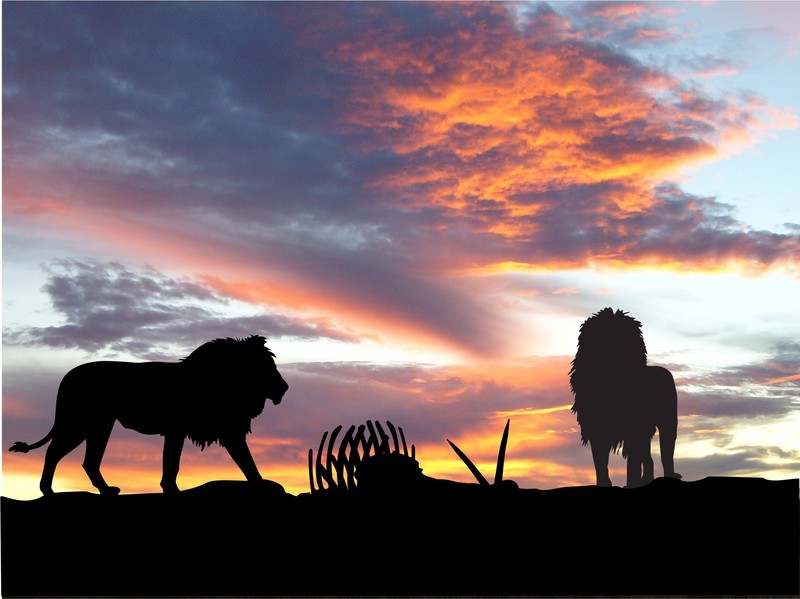 lions, lion, animals, silhouette, sunset, nature, hd