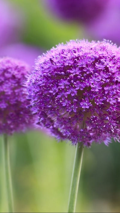 Earth Flower, 720x1280