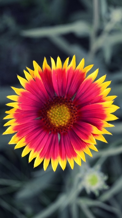 Earth Flower, 720x1280