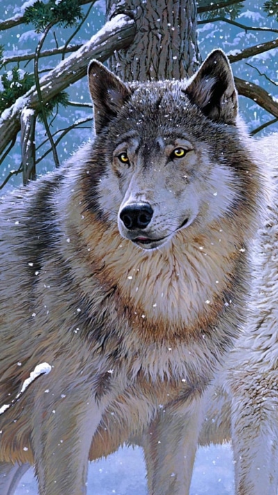 Animal Wolf, 720x1280