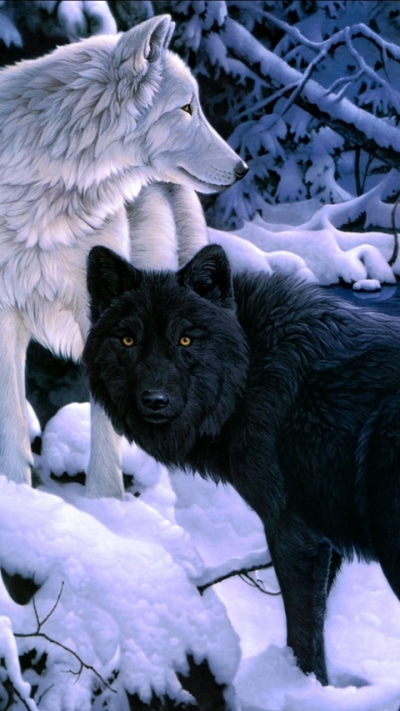 Animal Wolf, 720x1280