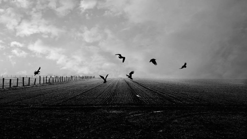 crows, birds, field, bw, 4k