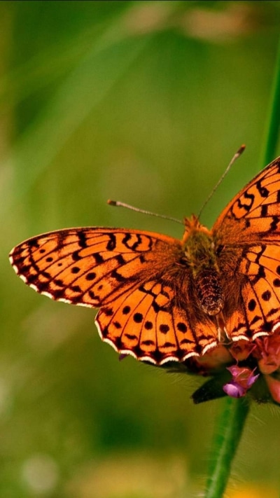 Animal Butterfly, 720x1280