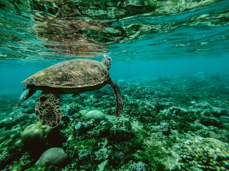 turtle, reptile, animals, hd, underwater, sea, 4k