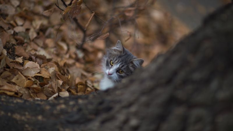 cat, glance, pet, tree, 4k