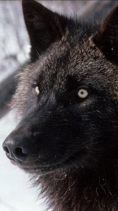 Animal Wolf, 720x1280