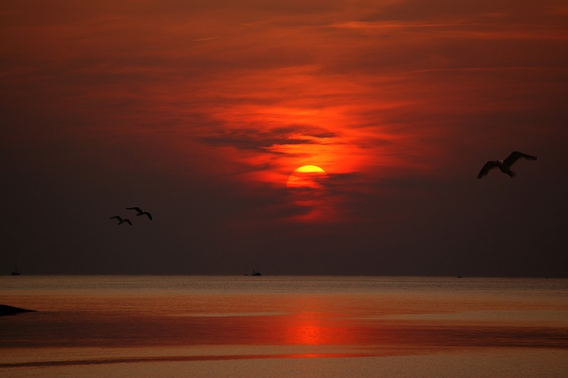 sunset, evening, birds, flying, hd, nature, dusk, dawn