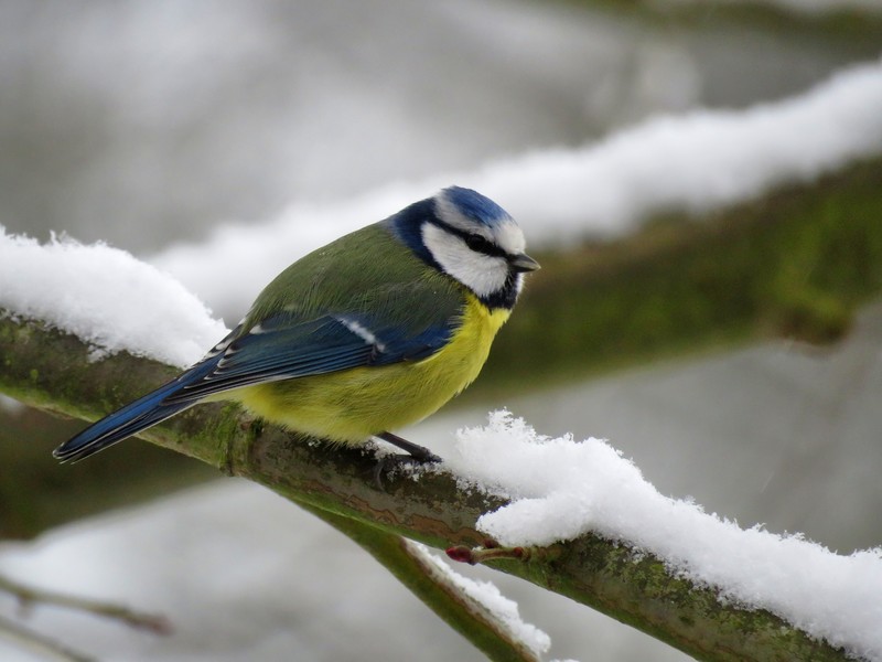 eurasian blue tit, birds, hd, 4k