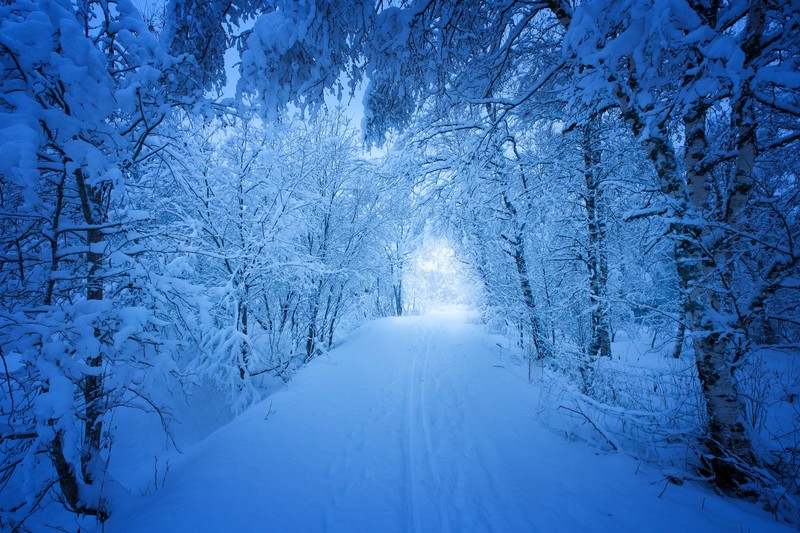 road, trees, nature, hd, snow, winter