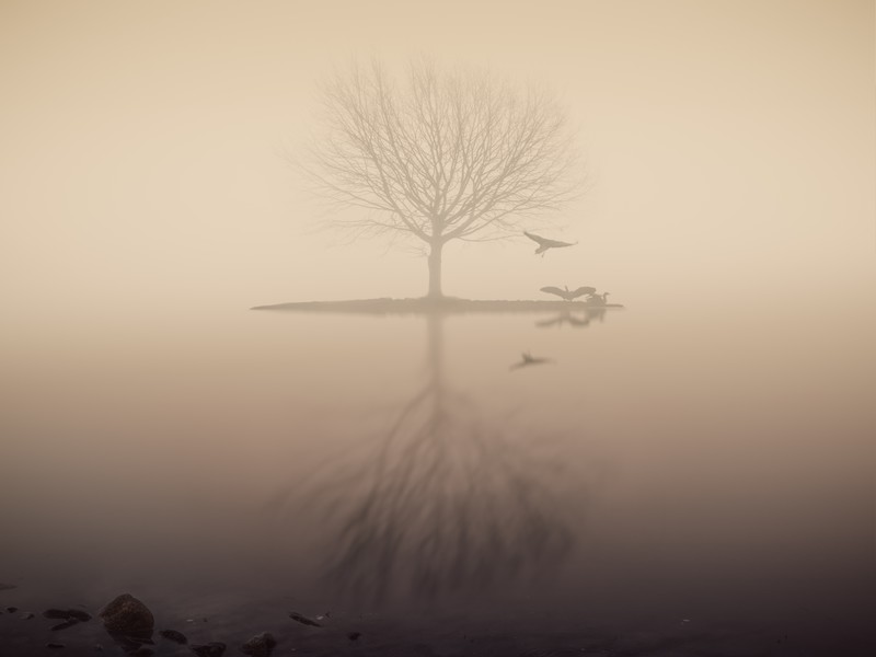 fog, lake, silhouette, tree, birds, nature, hd, 4k, 5k