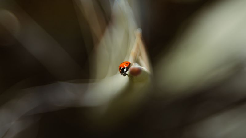 ladybug, leaf, macro, blur, 4k