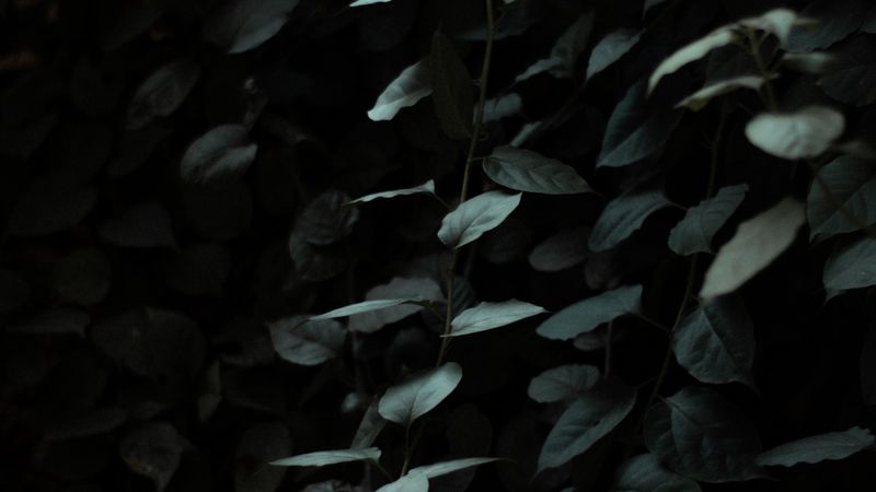 leaves, dark, green, plant, branches, 4k