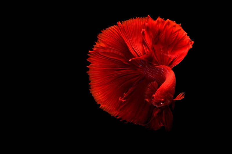 siamese fighting fish, fish, animals, hd, 4k, red