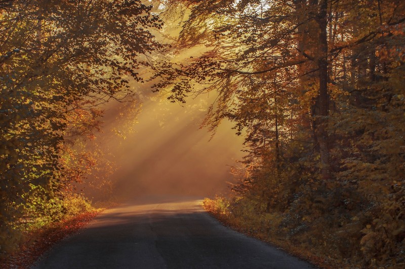 road, nature, trees, hd, 4k, 5k
