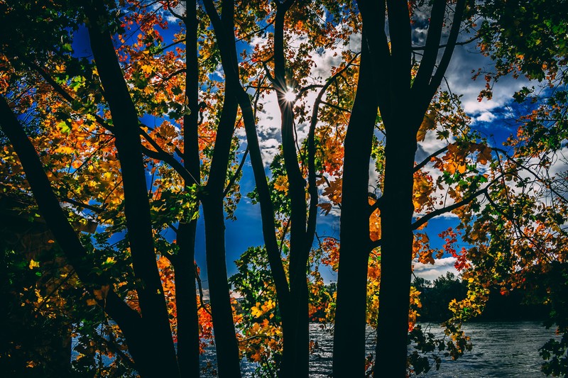 sunbeam, autumn, trees, nature, hd, 4k, 5k