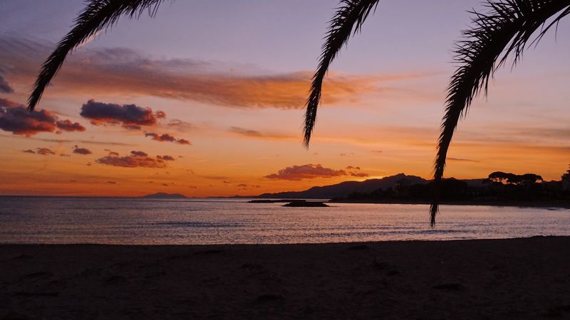 beach, palm, branches, dark, nature, 4k
