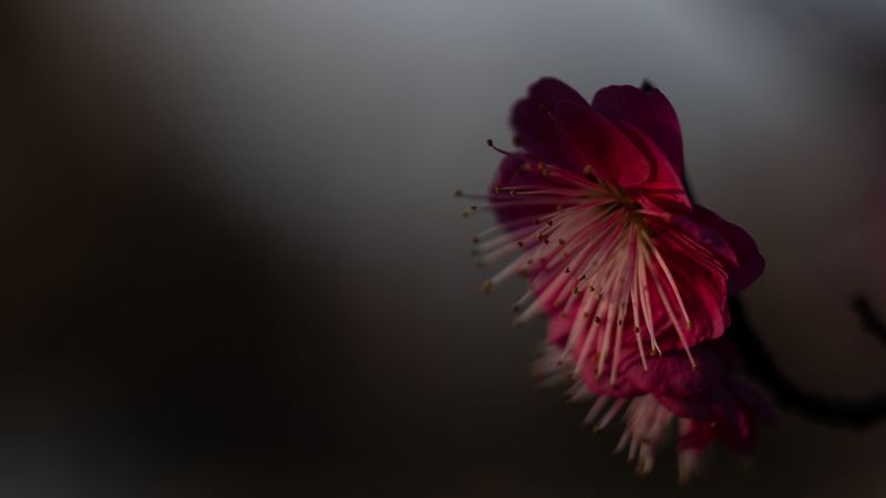 sakura, flower, pink, macro, closeup, 4k