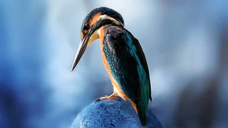 kingfisher, birds, animals, hd