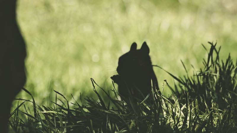squirrel, silhouette, dark, grass, animal, 4k