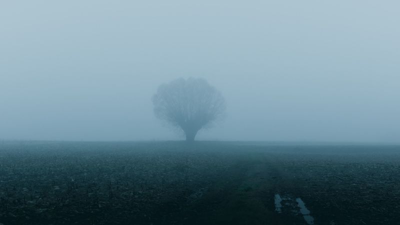 field, tree, fog, nature, 4k