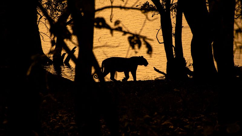 tiger, silhouette, dark, predator, wildlife, 4k
