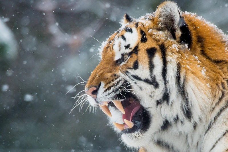 tiger, animals, hd, roar, teeth