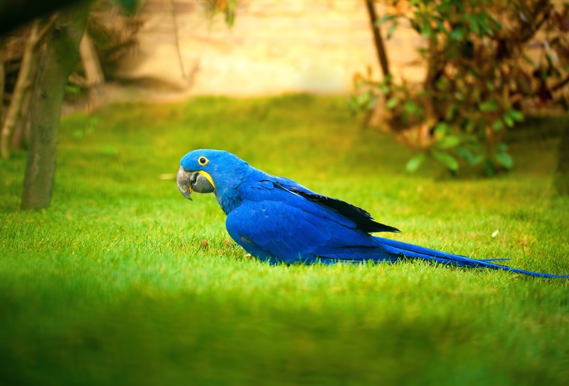 macaw, parrot, birds, 4k, hd