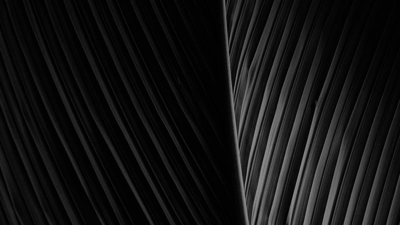 leaf, dark, bw, 4k