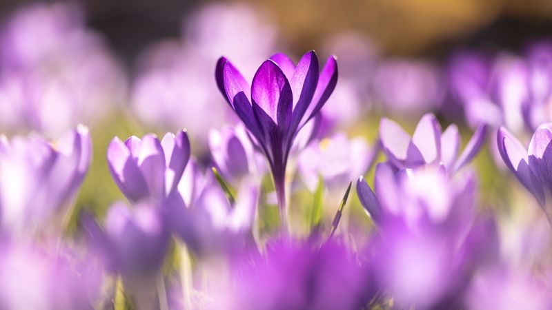 crocuses, flowers, purple, macro, 4k