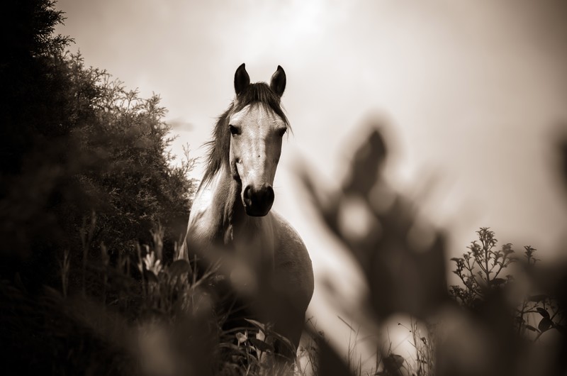 horse, grayscale, animals, black and white, monochrome, hd, 4k, 5k