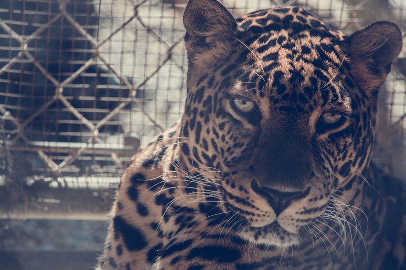 leopard, animals, hd, 4k, 5k