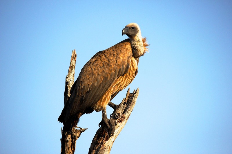 vulture, bird, animals, hd, 4k, closeup, photography