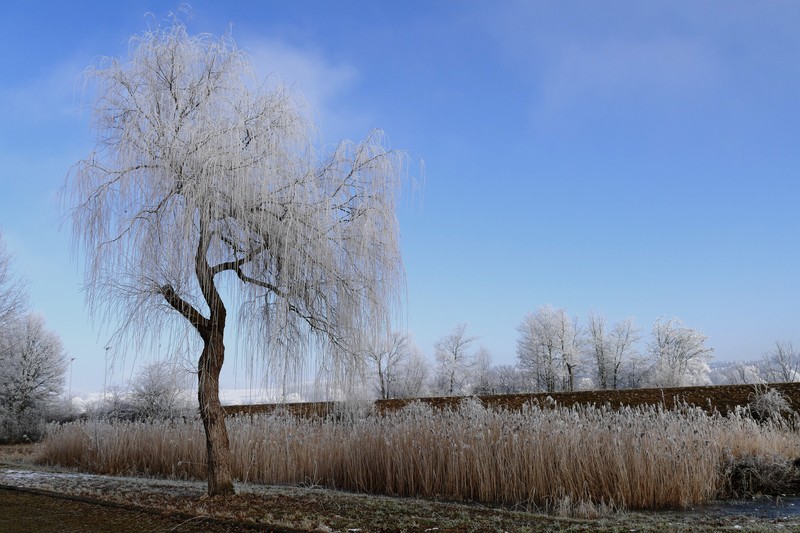winter, nature, trees, 5k, hd, 4k
