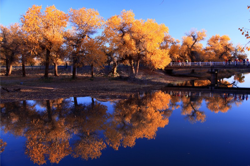 autumn, nature, hd, reflection, trees, 4k