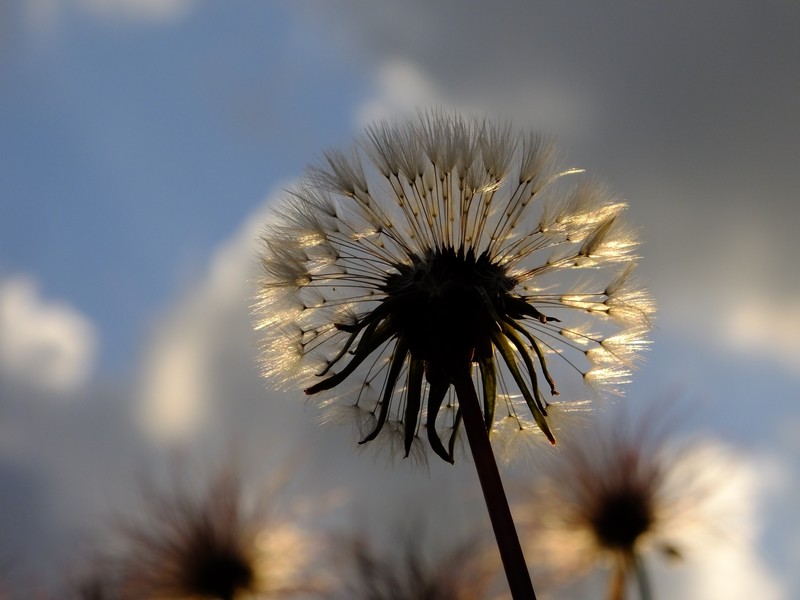 dandelion, plant, flowers, nature, hd, 4k