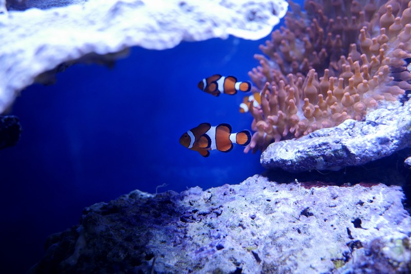fish, nemo, animals, underwater, hd, 4k, 5k, ocean, sea