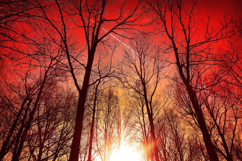 trees, silhouette, sky, nature, hd, 4k