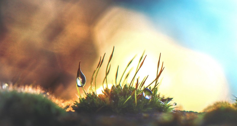 drops, nature, hd, 4k, grass, forest, green