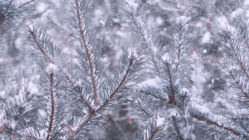 pine, branches, snow, winter, 4k